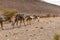 Camels caravan in the sahara desert