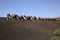 Camels caravan Timanfaya Park Lanzarote