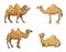 Camels in cartoon style - vector illustration