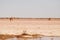 Camels in Cholistan desert