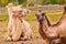 Camels from a circus resting in a meadow in a city, during the break of their shows in cororna pandemic