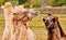 Camels from a circus resting in a meadow in a city, during the break of their shows in cororna pandemic