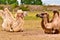 Camels from a circus resting in a meadow in a city, during the break of their shows in cororna pandemic