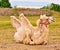 Camels from a circus resting in a meadow in a city, during the break of their shows in cororna pandemic