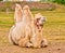 Camels from a circus resting in a meadow in a city, during the break of their shows in cororna pandemic