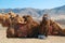 Camels close-up