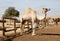 Camels in a corral on a camel farm