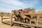 Camels in a corral on a camel farm