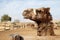 Camels in a corral on a camel farm