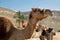 Camels in a corral on a camel farm