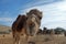 Camels in a corral on a camel farm