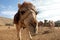 Camels in a corral on a camel farm