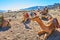 Camels in Dahab resort, Sinai, Egypt