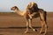 Camels Of The Danakil Depression, Ethiopia, East Africa