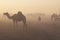Camels at Dawn