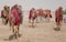 Camels decorated with traditional costume used to take tourist on a ride at Sea line beach in Qatar