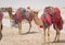 Camels decorated with traditional costume used to take tourist on a ride at Sea line beach in Qatar