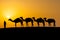 Camels in a desert