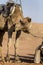 Camels in the desert.