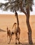 Camels in desert