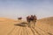 Camels in desert of Abu Dhabi, UAE. Leaded dromedaries riding in desert.