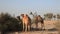 Camels in the desert of Dubai