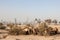 Camels in the desert of Dubai