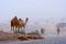 Camels on a desert highway