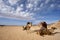 Camels in desert in Jordan