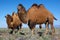 Camels in desert of Kazakhstan