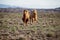 Camels in desert of Kazakhstan