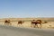 Camels in desert near ancient city of Merv, Turkmenistan