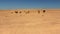Camels in the desert Sahara
