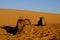 Camels Desert Sahara