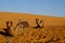 Camels Desert Sahara