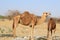 Camels of the desert of Saudi Arabia