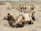 Camels in the desert, Uzbekistan