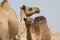 Camels in the desert wildlife