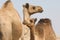 Camels in the desert wildlife