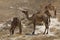 Camels in the desert wildlife