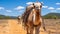 Camels On A Dirt Road: A Visual Journey Through Australian Landscapes