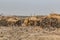 Camels in Dodom village under Erta Ale volcano in Afar depression, Ethiop