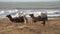 Camels and dogs on a sandy beach by Atlantic ocean coast of Morocco, slow motion