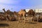 Camels at Doha market