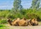 Camels with double humps sitting down in a group close together