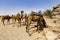 Camels drink water