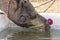 Camels drink water in desert Thar during Pushkar Camel Fair, Rajasthan, India