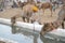 Camels drink water in desert Thar during Pushkar Camel Fair, Rajasthan, India