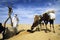 Camels drinking