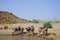 Camels drinking from desert oasis